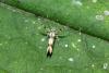 Stathmopoda pedella